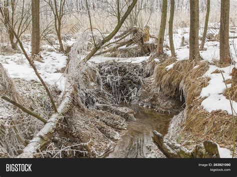 European Beaver Dam On Image & Photo (Free Trial) | Bigstock