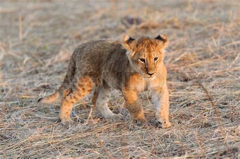 African lion cub | Stock image | Colourbox