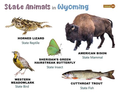 List of Animals That Live in Wyoming (With Pictures)