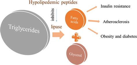 Activity of lipase enzyme for hypolipidemic effect of peptides ...