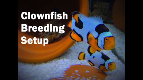 How to setup a CLOWNFISH breeding tank - YouTube