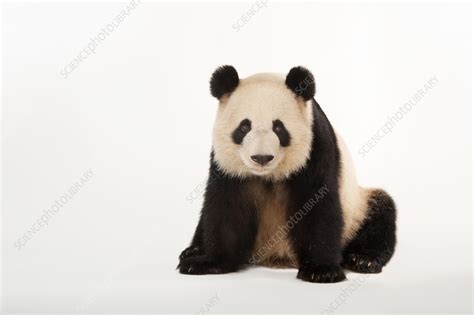 Giant panda - Stock Image - C057/9863 - Science Photo Library