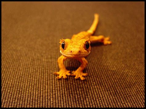 A fellow crestie. | Reptiles pet, Crested gecko, Cute lizard