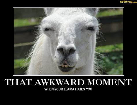 Funny Llama Quotes. QuotesGram