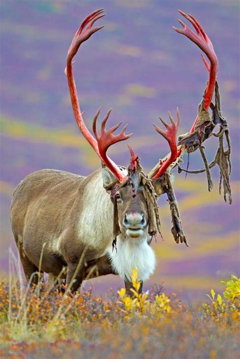 This deer with gigantic antlers shedding its velvet : r/natureismetal