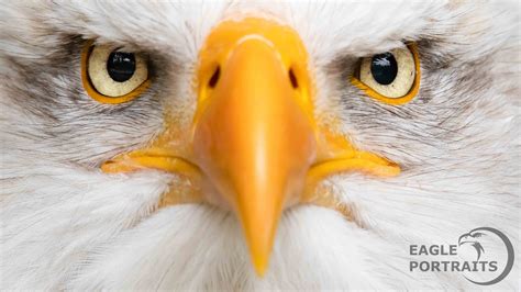 Up close and personal | Bald eagle, Birds of prey, Portrait