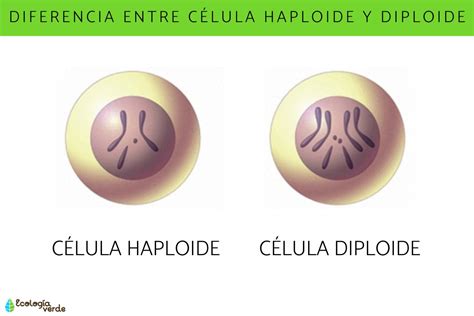 Diferencia entre CÉLULA HAPLOIDE y DIPLOIDE - ¡Resumen y esquemas!