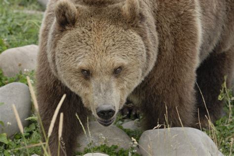 Montana Residents Weigh in on Grizzly Management | Grand View Outdoors