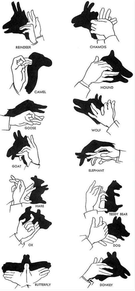 How to make animal shadows with your hands | Bayangan, Seni kreatif ...