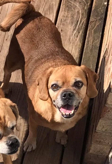 Puggle dog for Adoption in Zionsville, IN. ADN-510607 on PuppyFinder ...