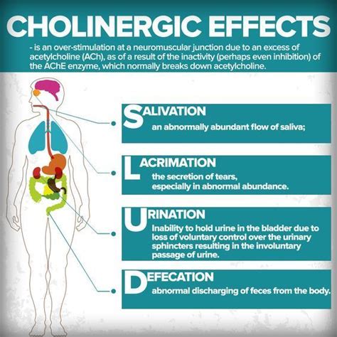 Cholinergic Effects #mnemonic #nursingschool #nursingresources - Image ...