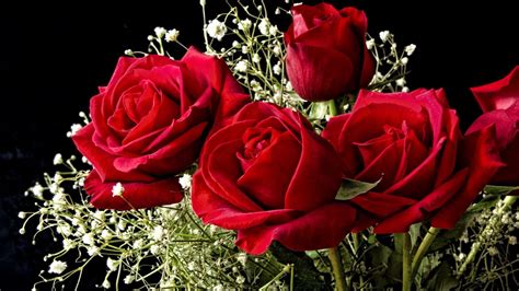 Full HD Rose Flower Wallpapers - Wallpaper Cave