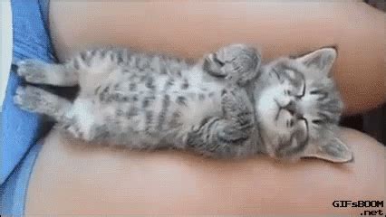 Sleepy Kittty GIF - Cats Cute - Discover & Share GIFs