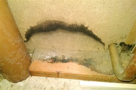 Black Mold Testing ........When to Test, Where, Evaluating Results