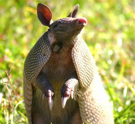 Armadillo vs Pangolin fight comparison, who will win?