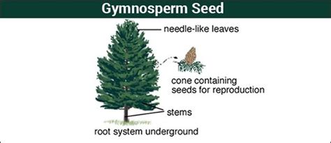 Gymnosperms - Introduction,Characteristics and its Classification