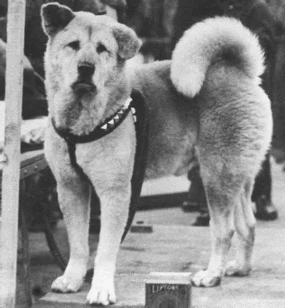 The True Story Of Hachiko, History's Most Devoted Dog