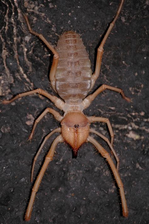 Solifugae - Solifugae - abcdef.wiki