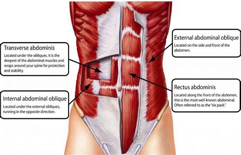 Abdominal Oblique Muscles: Functional Anatomy Guide • Bodybuilding Wizard