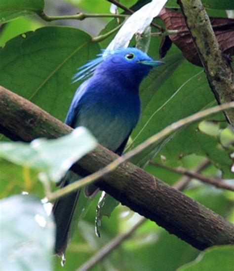 エボシフジイロヒタキ Celestial Monarch (Hypothymis coelestis)