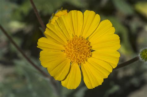 Desert Sunflower (Gereaea canescens) | Location: Henderson C… | Flickr