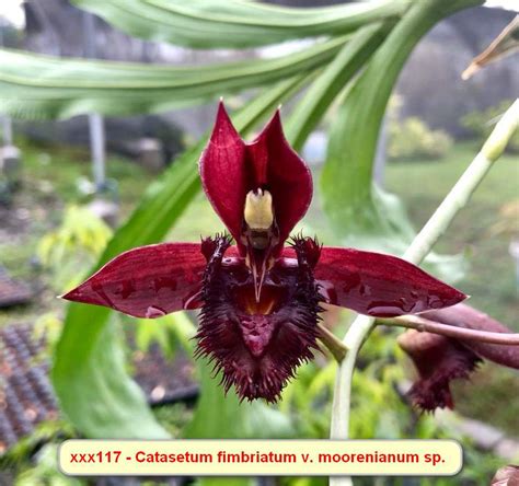 Catasetum Fimbriatum V. Morrennianum Especial - Orquidario Itaipava