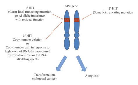 Hypothetical model of interaction between APC and oxidative stress in ...