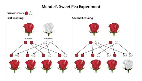 Quiz 1 Gregor Mendel's Experiments