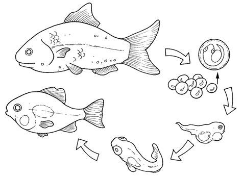 REPRODUCTION AND EXTINCTION 5A: life cycles