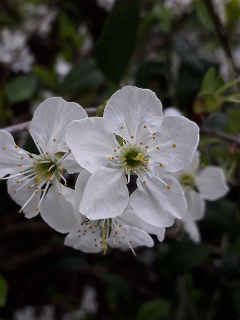 Prunus cerasus L. | Plants of the World Online | Kew Science