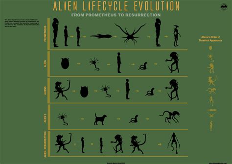 The Alien Lifecycle Evolution Infographic by mauricem on DeviantArt