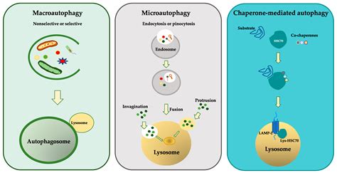 Biomolecules | Free Full-Text | Autophagy/Mitophagy in Airway Diseases ...