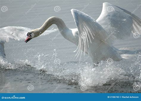 Swan Flying Stock Photos - Image: 2106743