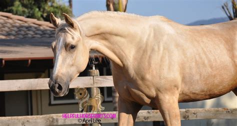 Palomino Horse - Breeds, Colors, and Genetics - Helpful Horse Hints