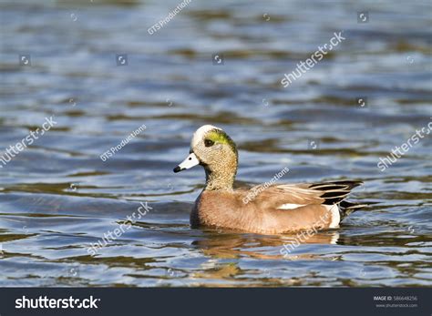 American Wigeon Duck Stock Photo 586648256 | Shutterstock