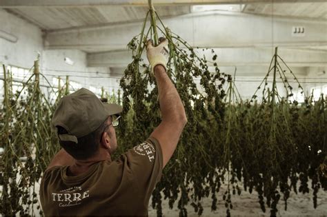 Learn How to Harvest, Dry and Cure Cannabis: The Right Way