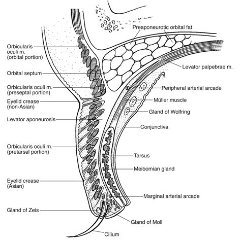 Eyelid Structure Diagram - ANATOMY