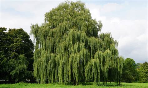 Corkscrew Willow vs. Weeping Willow: What's the Difference? - A-Z Animals