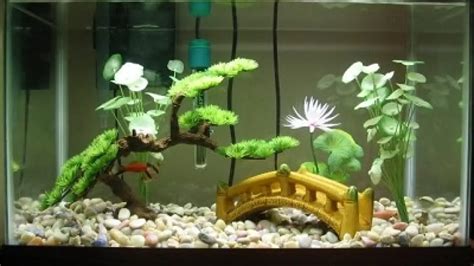 A Guide To Setting Up A 10 Gallon Betta Fish Tank - Betta Fish World