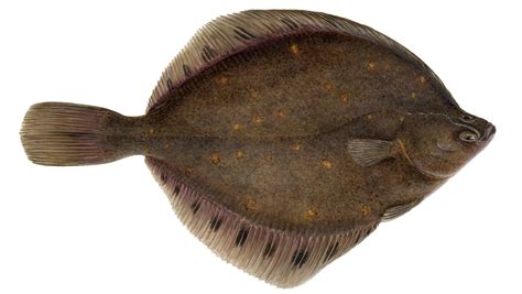 European plaice (Pleuronectes platessa) - Marz Seafood