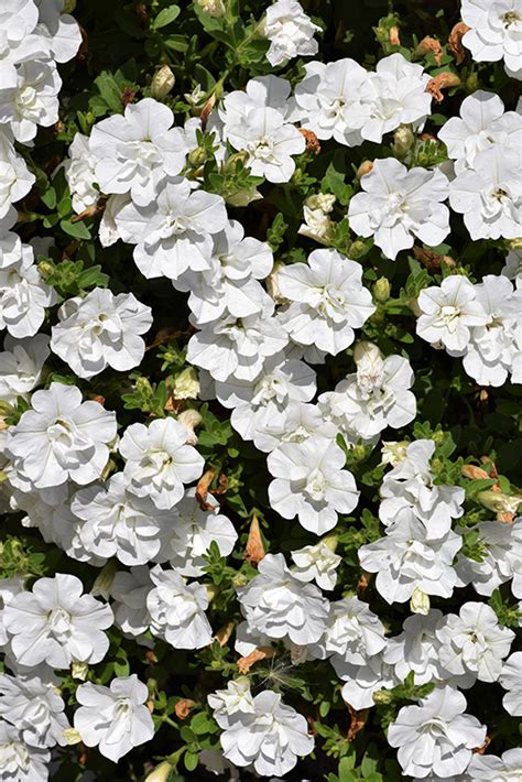 Double Wave White Petunia (Petunia 'Double Wave White') in Long Island ...