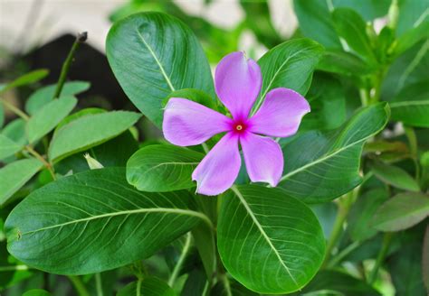 Catharanthus roseus — THE GREEN INSTITUTE