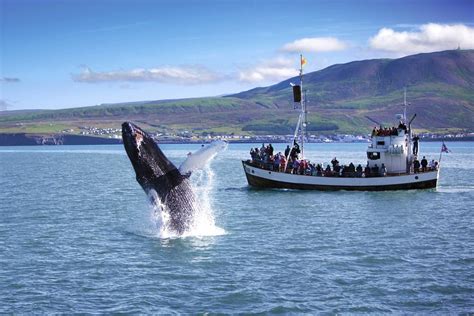 KuKu Campers - Ultimate guide for whale watching in Iceland