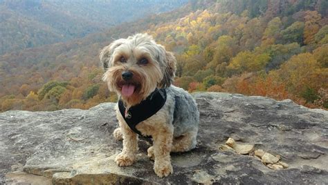 Yorkie-Poo (Yorkipoo) - A Very Charismatic Mixed Breed - Animal Corner