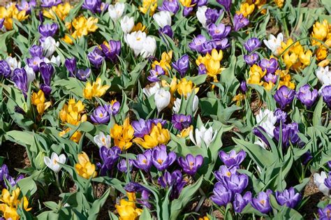 Spring Bulbs Crocus 'Mixed' 48 X Bulb Pack By Acqua Garden