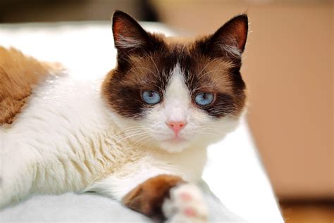 14 Small Cat Breeds — Best Family-Friendly Small Cats