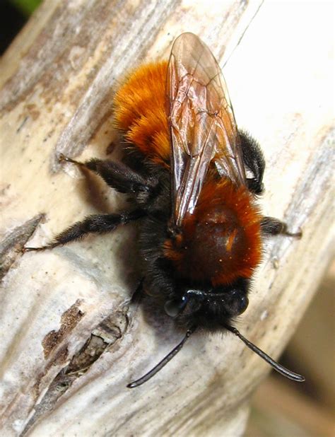 Species of UK: Week 54: Miner Bees (‘Andrena’)