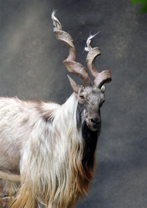 Markhor Goat stock image. Image of antelope, mountains - 9598809