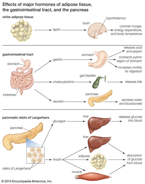 Glucagon | Blood Sugar, Pancreas & Insulin | Britannica