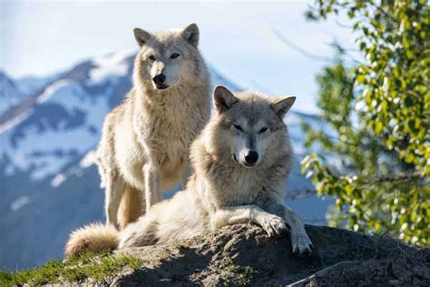 Wolves - Alaska Wildlife Conservation Center